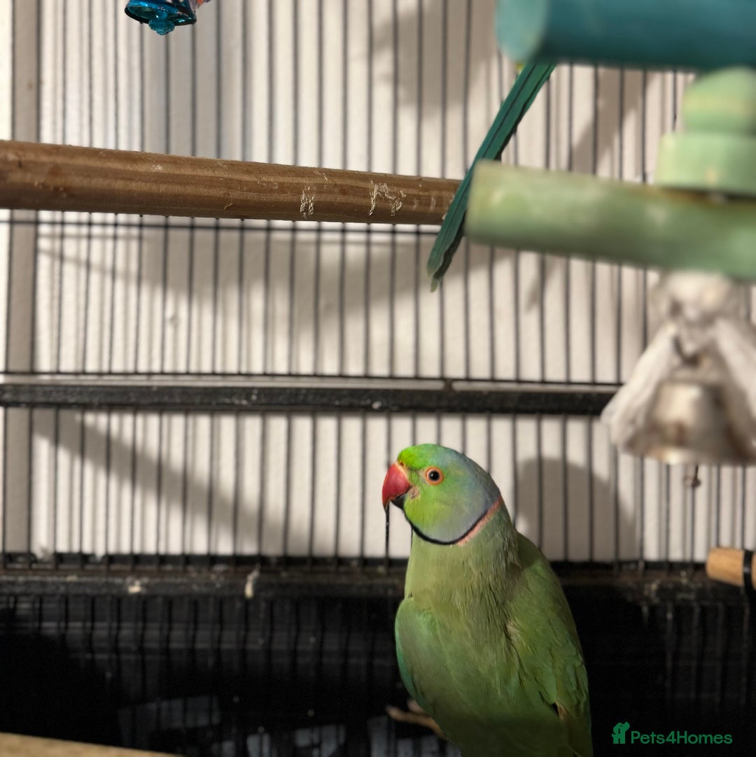 Ringnecks birds for sale: GREEN RINGNECKS PAIRS - Image 8