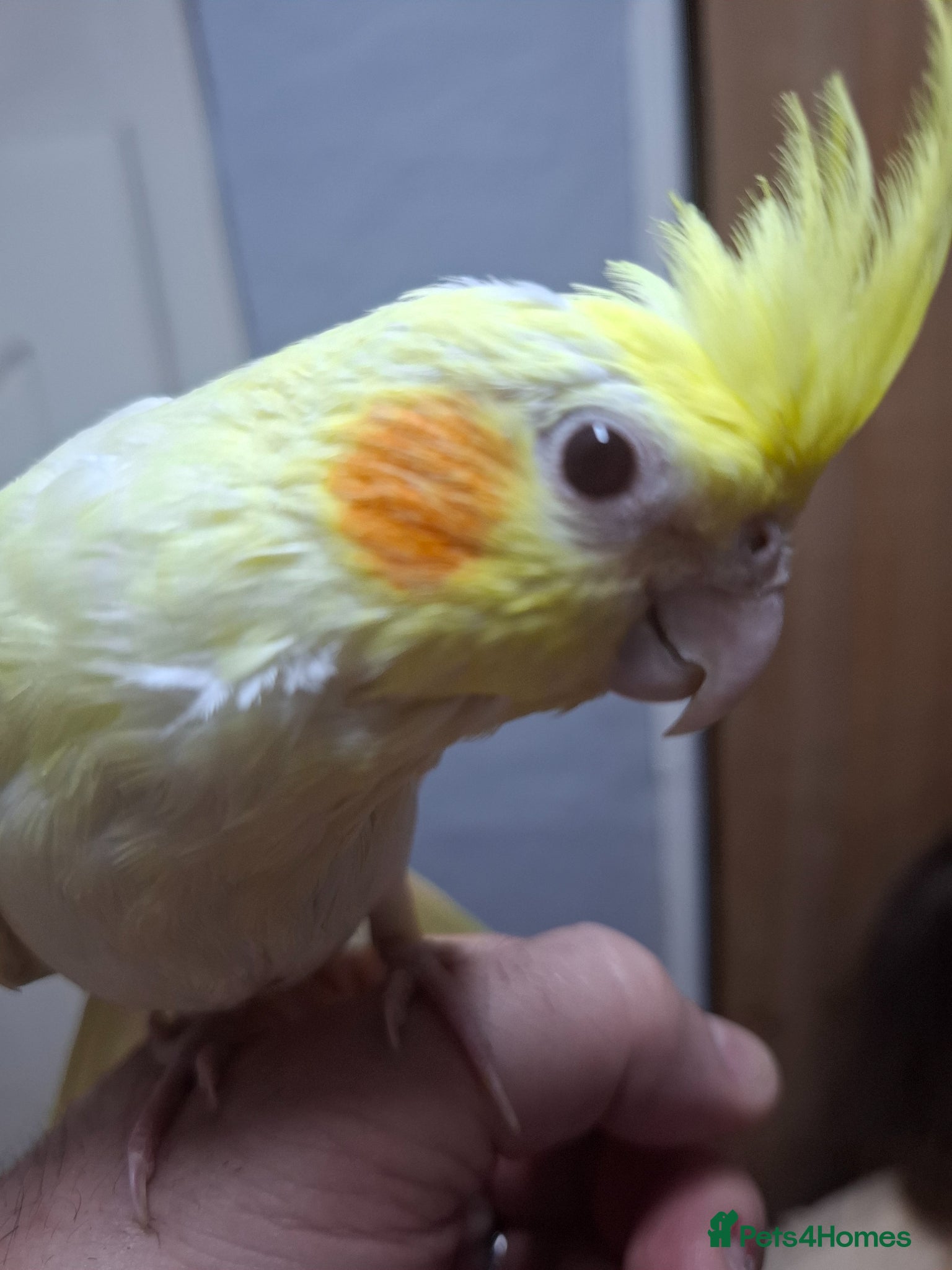 Cockatiels birds Hand Reared Cockatiel - Advert 1