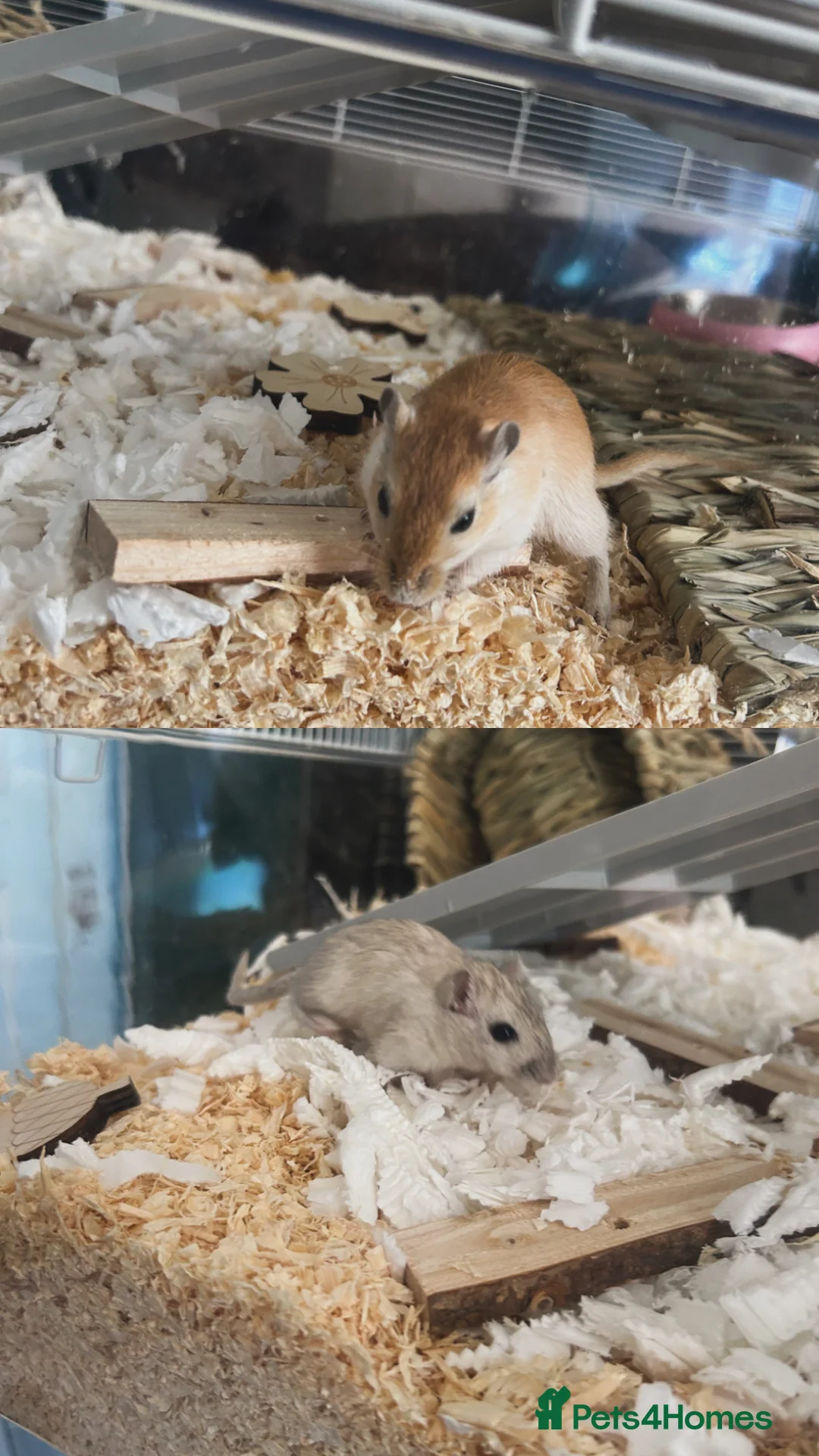 Gerbil rodents for sale: 2 male gerbils/ cage in Stoke-on-Trent - Advert 4