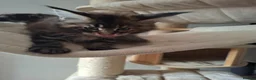 Maine Coon cats for sale: Outstanding xl mainecoons russian blood line - Advert 12