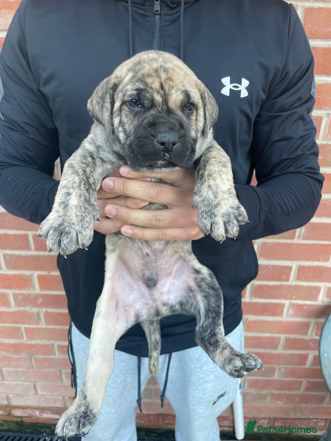 Presa Canario dogs for sale: Presa Canario Puppies Spanish x Serbian Imports - Advert 12