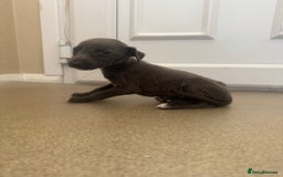 Mixed Breed dogs for sale: Stunning wiggy puppies  - Image 13