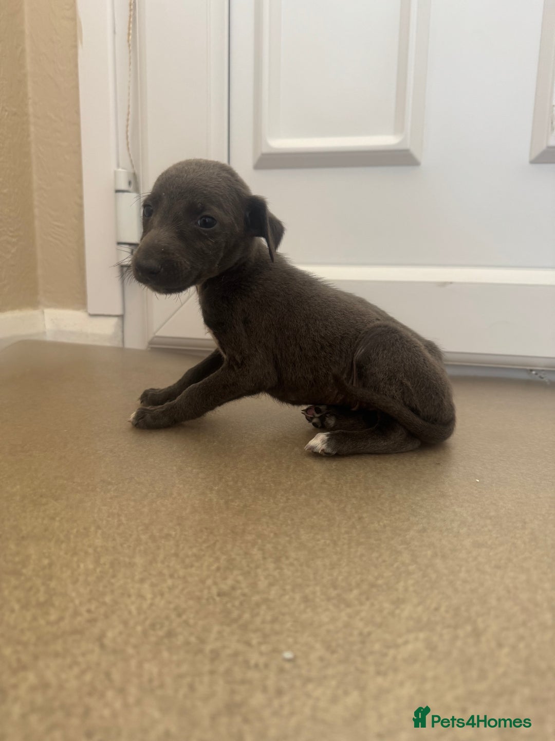 Mixed Breed dogs for sale: Stunning wiggy puppies  - Image 13