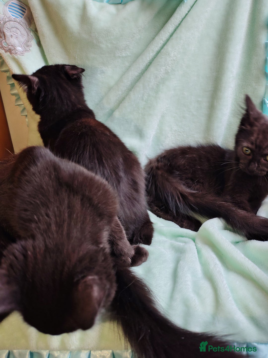Mixed Breed cats for sale: Black mixed breed kittens - Image 7