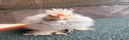 Chickens poultry for sale: USA Bantam Silkie for sale  - Advert 2