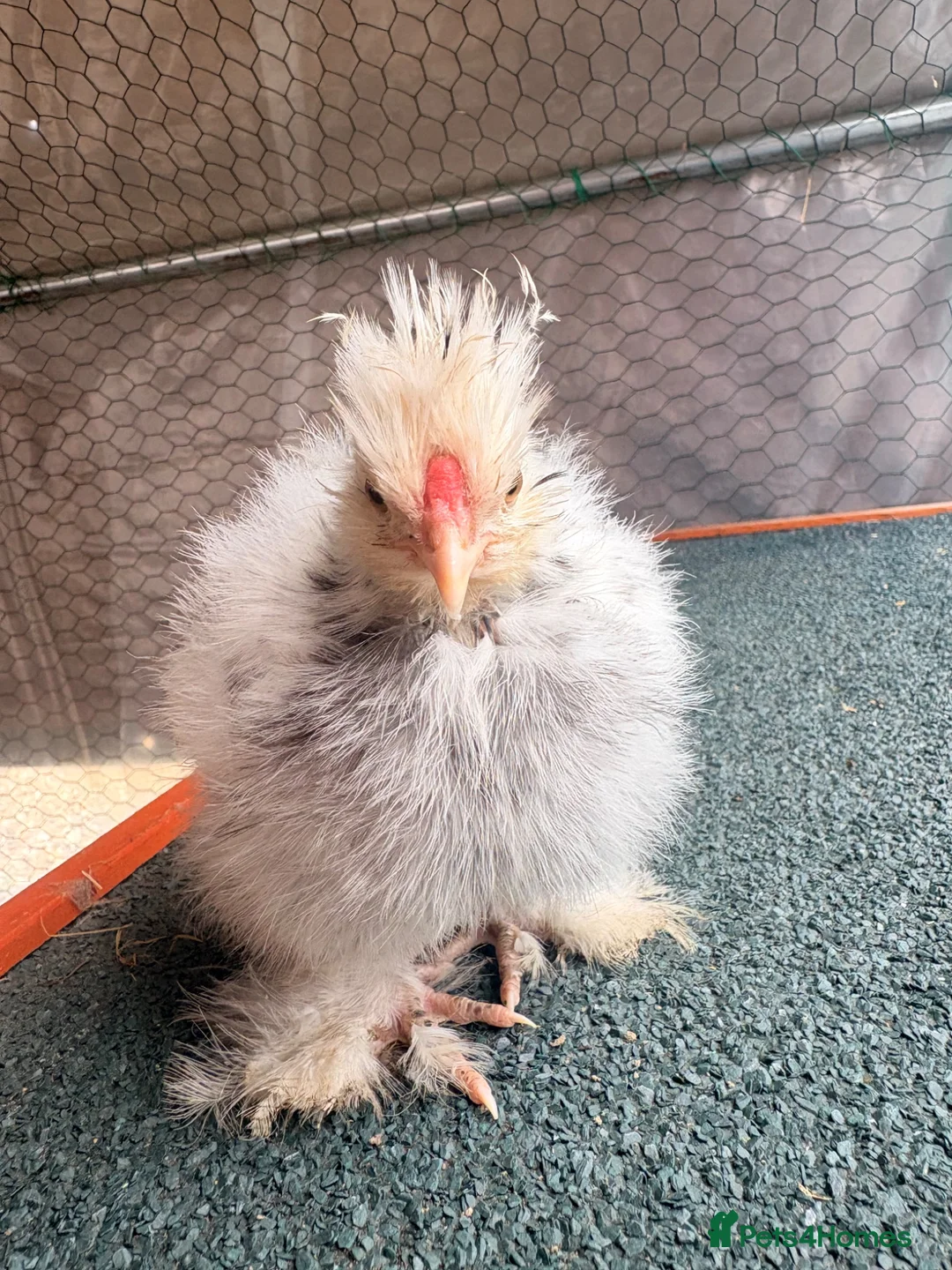 Chickens poultry for sale: USA Bantam Silkie for sale  - Advert 2