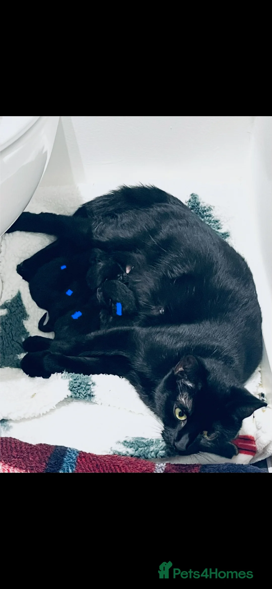 Mixed Breed cats for sale: 3 Boys, 1 Girls Kittens  - Advert 1