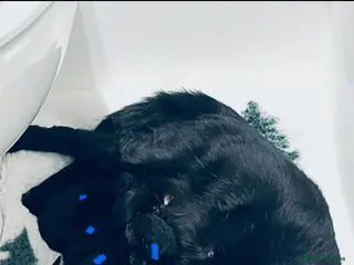 Mixed Breed cats 3 Boys, 1 Girls Kittens - Advert 1