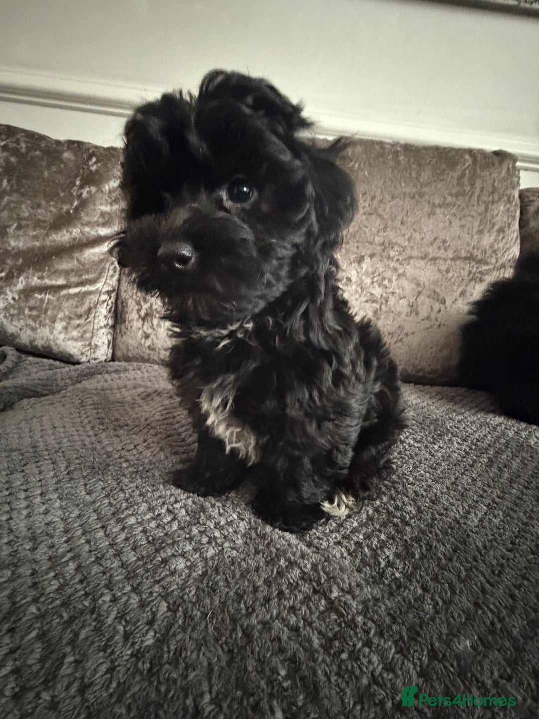 Maltipoo dogs for sale: F1 MALTIPOO PUPS - Advert 4