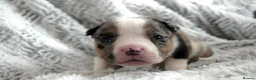 American Bully dogs for sale: Beautiful American pocket bullys  - Advert 2