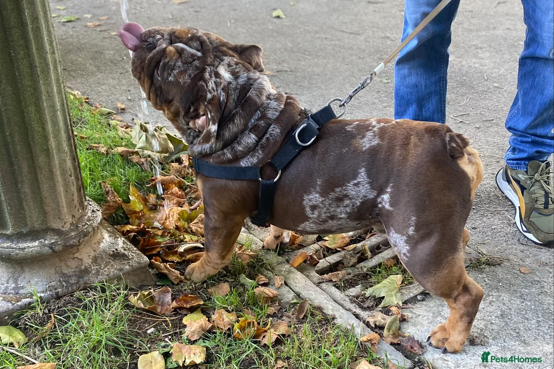 English Bulldog dogs for stud: 💙🍫FRANK🍫💙 in Southampton - Advert 28