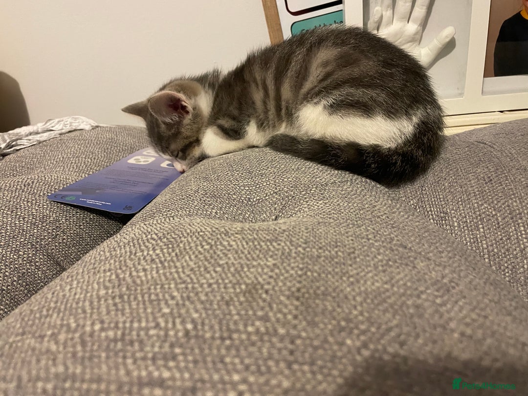 Mixed Breed cats for sale: Beautiful kittens  - Advert 2