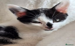 Mixed Breed cats for sale: Kittens  - Image 12