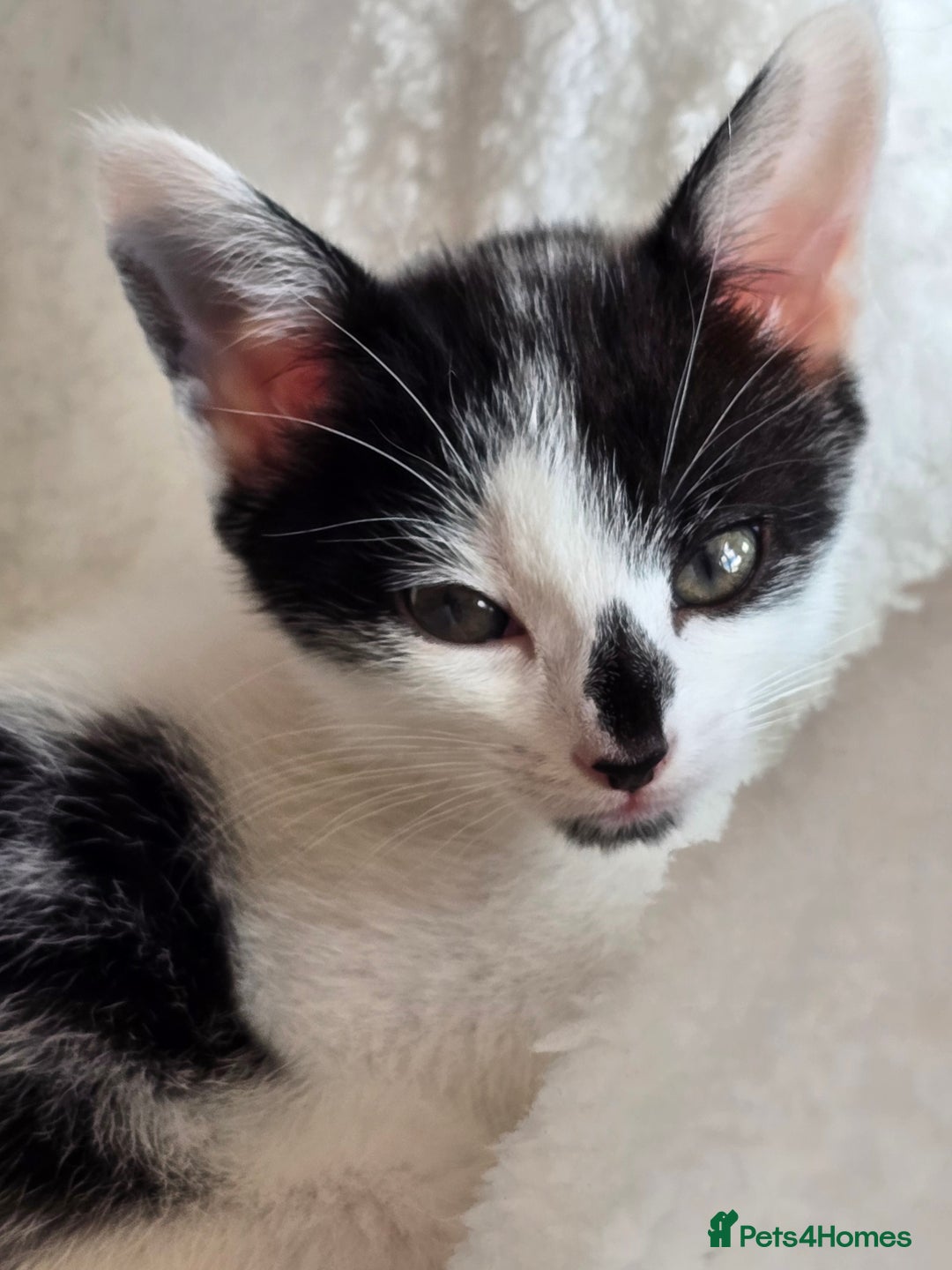 Mixed Breed cats for sale: Kittens  - Image 12