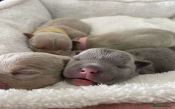 American Bully dogs for sale: REBULA X MC MERLIN POCKET BULLYS PUPS - Image 10