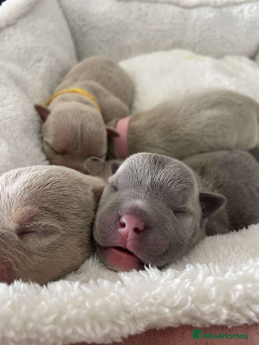American Bully dogs for sale: REBULA X MC MERLIN POCKET BULLYS PUPS - Image 10