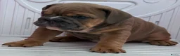 English Bulldog dogs for sale: Quality KC Registered Bulldog Puppies - Advert 2