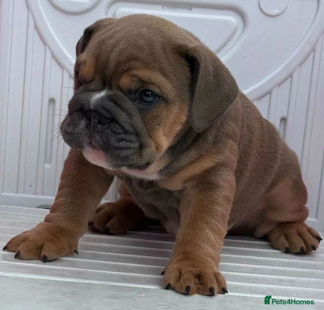 English Bulldog dogs for sale: Quality KC Registered Bulldog Puppies - Advert 2