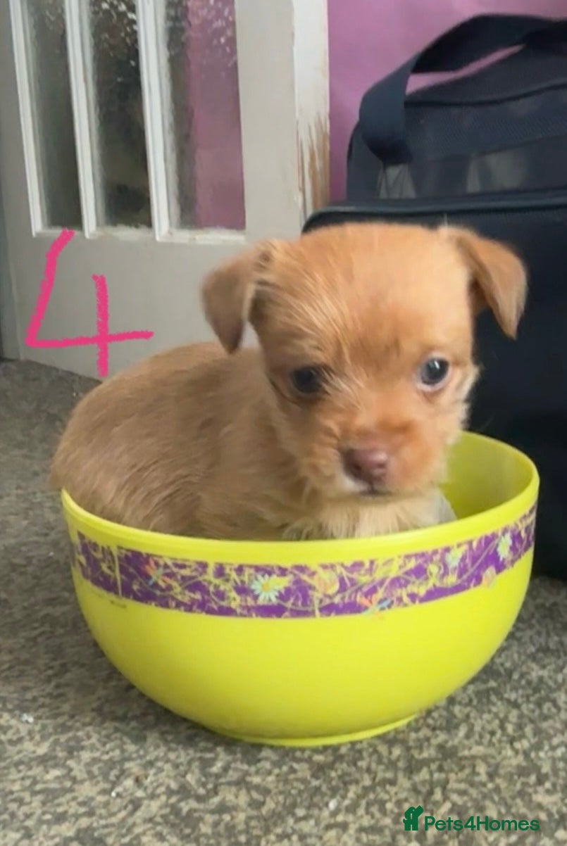 Mixed Breed dogs for sale: Cairmal X Jorkie puppies - Advert 6