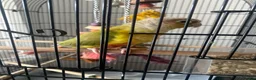 Conures birds for sale: Beautiful Bonded Conure Pair Looking for a Home  in Cardiff - Advert 3
