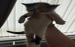 British Shorthair cats for sale: 4 Kittens for sale - Image 16