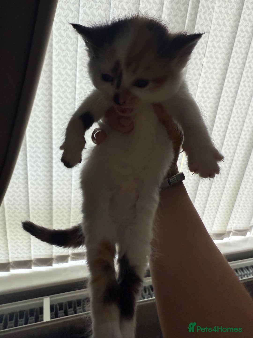 British Shorthair cats for sale: 4 Kittens for sale - Image 16