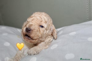 Cockapoo dogs - Advert 10