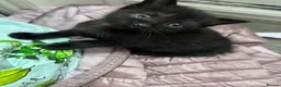 Mixed Breed cats for sale: 6 weeks kittens  - Advert 2