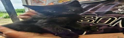 Mixed Breed cats for sale: KITTENS FOR SALE READY TO LEAVE NOW - Advert 14