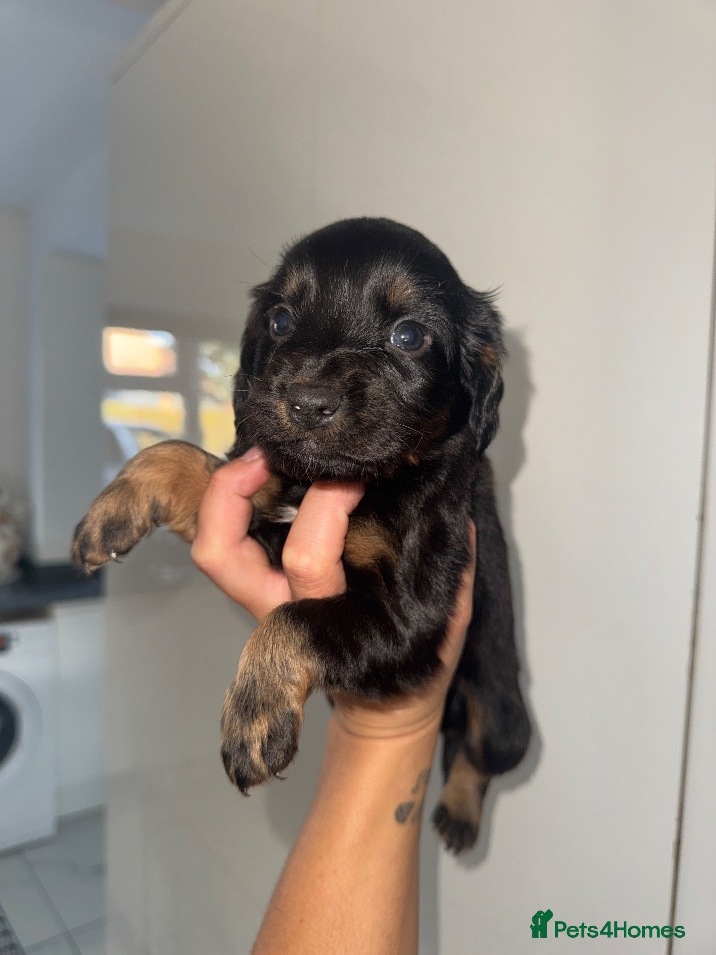 Mixed Breed dogs Mixed Breed Puppys  - Advert 2