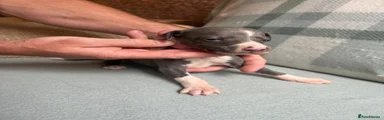 Girl Whippet 2