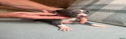 Whippet dogs for sale: Exceptional litter of KC whippets  in Shrewsbury - Advert 20
