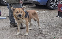 Mixed Breed dogs for sale: Odin. Sweet and beautiful crossbreed boy - Image 28