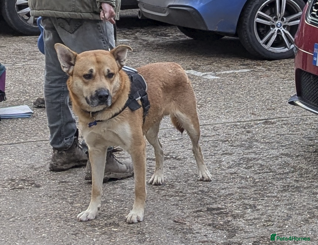 Mixed Breed dogs for sale: Odin. Sweet and beautiful crossbreed boy - Image 28
