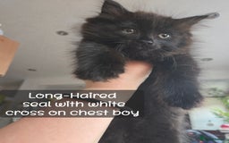 Ragdoll cats for sale: 12 half-Ragdolls (£150-£475) - Image 27