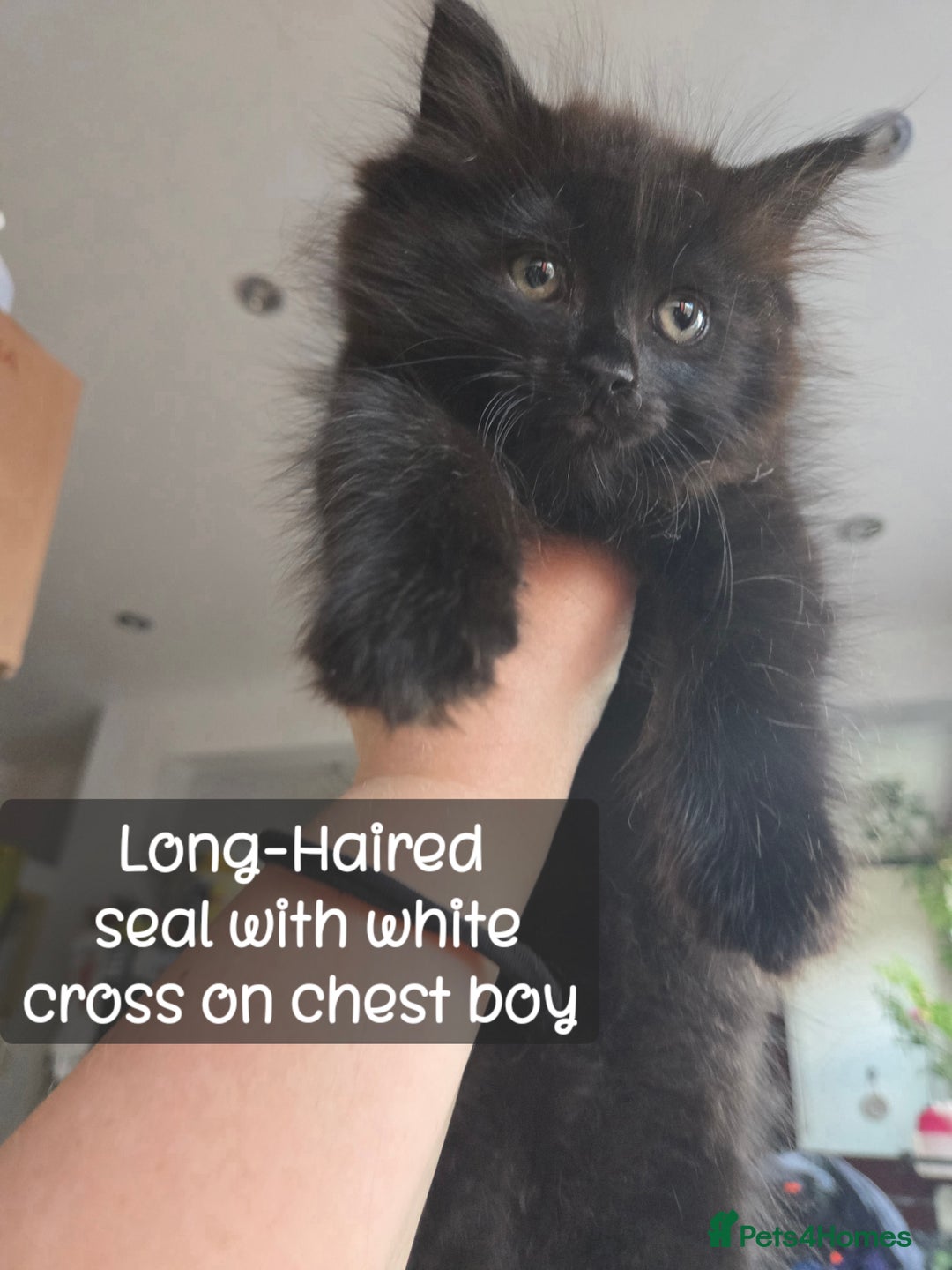 Ragdoll cats for sale: 12 half-Ragdolls (£150-£475) - Image 27