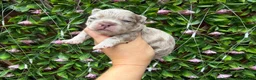 French Bulldog dogs for sale: Kc registered new shade french bulldogs  - Advert 10