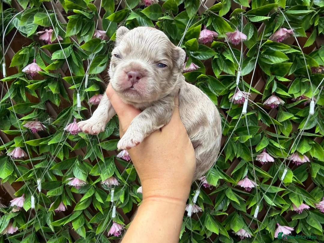 French Bulldog dogs for sale: Kc registered new shade french bulldogs  - Advert 10
