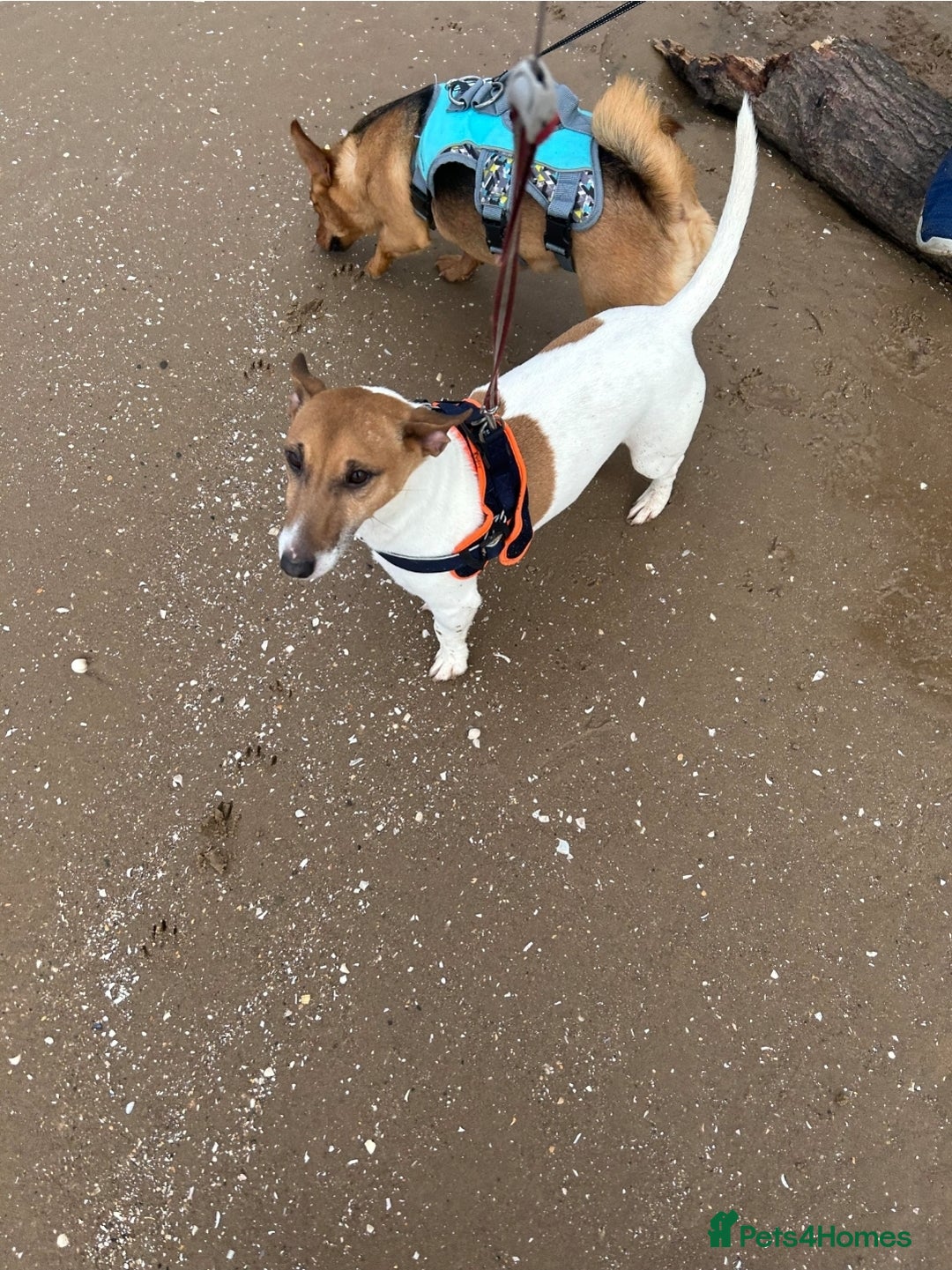Jack Russell dogs for sale: Jack Russell male for rehoming or adoption - Image 3