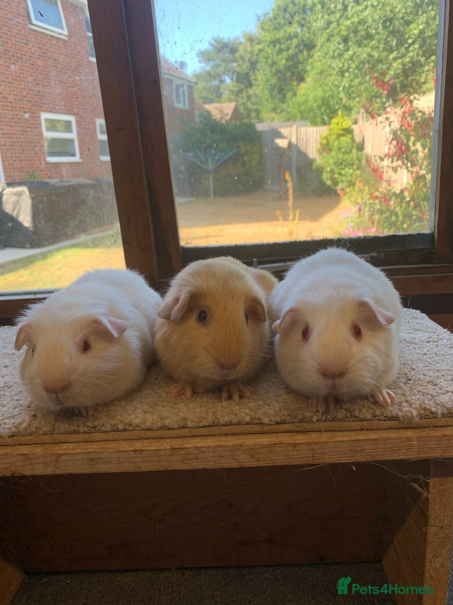 Guinea Pig rodents Sweet Short Haired Baby Guinea Pig Boars - Advert 5