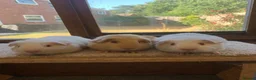Guinea Pig rodents for sale: Sweet Short Haired Baby Guinea Pig Boars - Advert 1