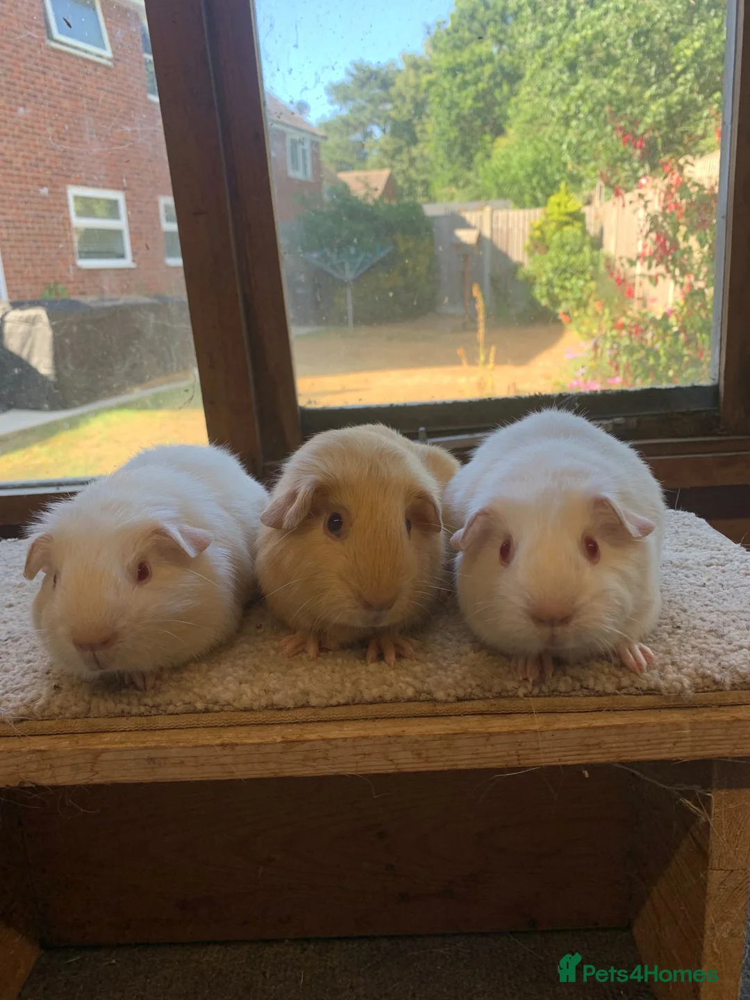 Guinea Pig rodents for sale: Sweet Short Haired Baby Guinea Pig Boars - Advert 1