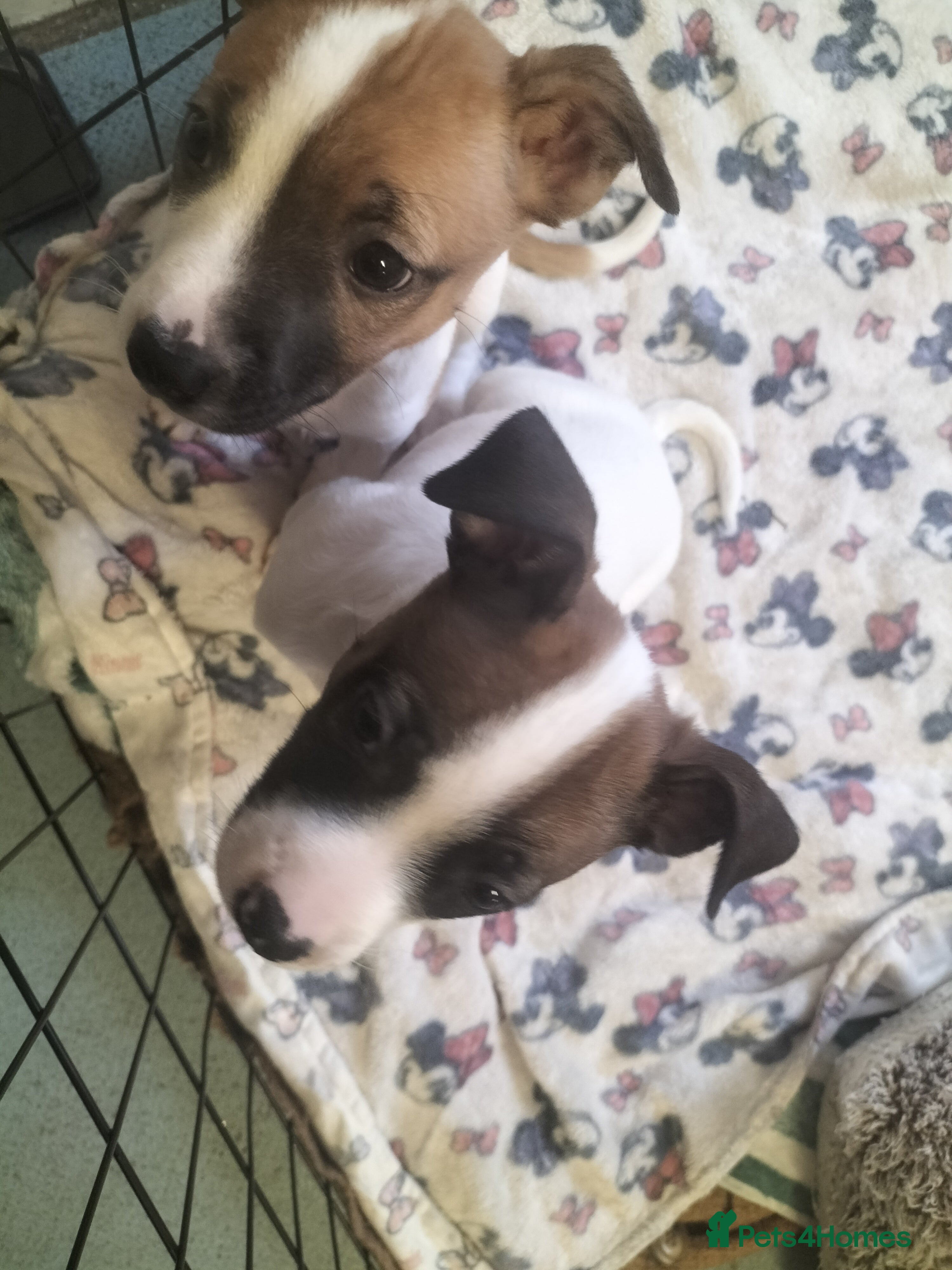 Mixed Breed dogs Cute litter of puppies  - Advert 18