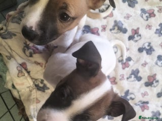 Mixed Breed dogs Cute litter of puppies - Advert 18