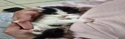 Mixed Breed cats for sale: Stunning 5 week old kittens  - Advert 8