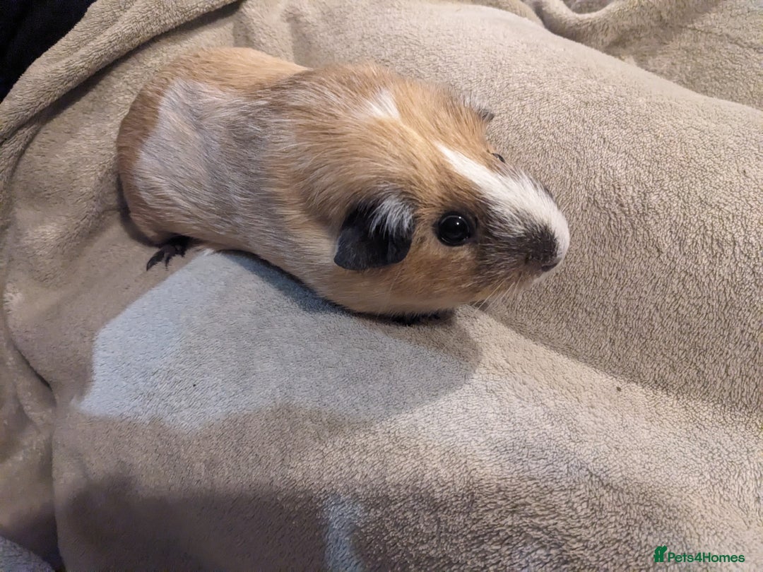 Guinea Pig rodents for sale: Baby guinea pigs  - Advert 6