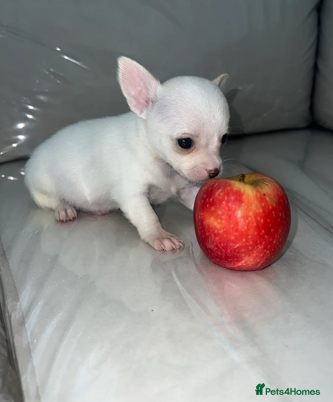 Chihuahua dogs for sale: Boy puppies for sale  - Advert 2