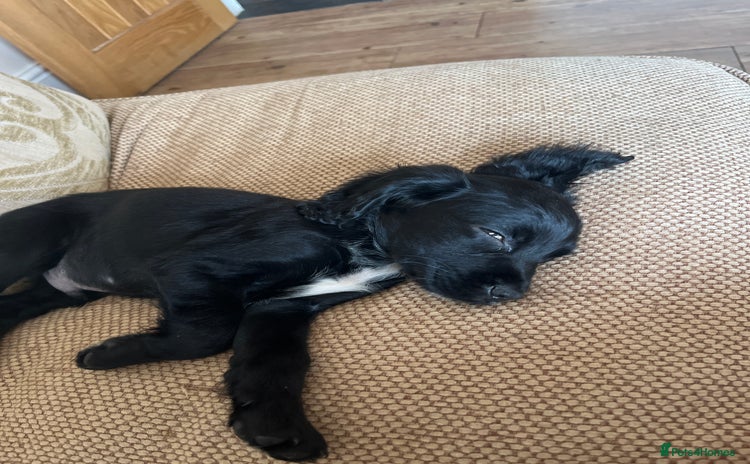 Cocker Spaniel dogs LAST LITTLE BOY  6 adorable Cocker Spaniel pups - Advert 16