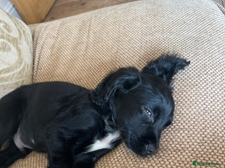 Cocker Spaniel dogs LAST LITTLE BOY 6 adorable Cocker Spaniel pups - Advert 10