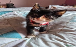 Mixed Breed cats for sale: Stunning, active kittens - Image 3